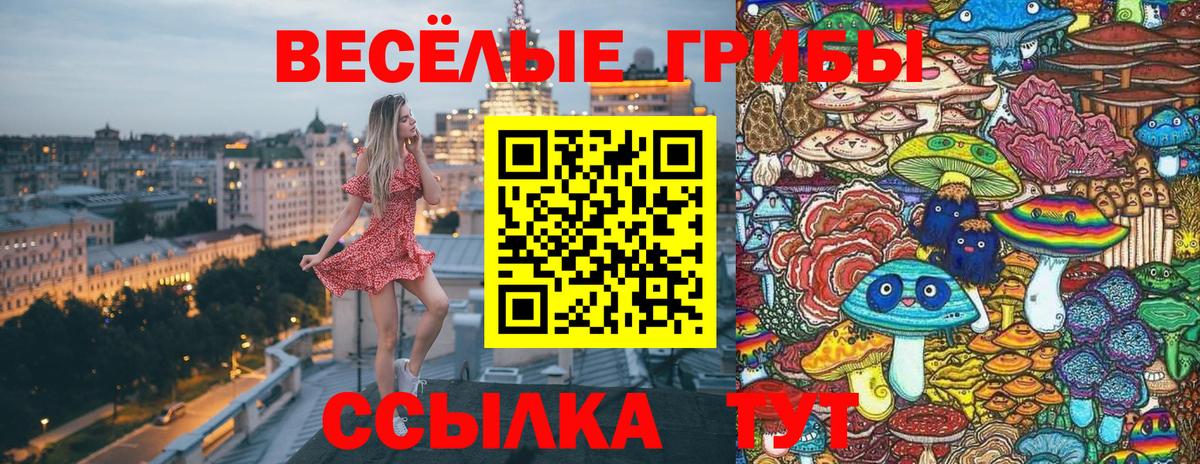 Псилоцибиновые грибы Cubensis  сколько стоит  Новоалександровск  Вход с VPN 